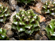 Gymnocalycium damsii ssp.evae v.rotundulum VoS-048 - 5 семян