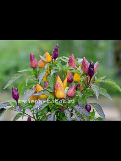 Острый перец Молли (Molly), 10 шт