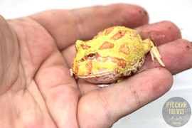 Рогатка Чакская, Ceratophrys cranwelli