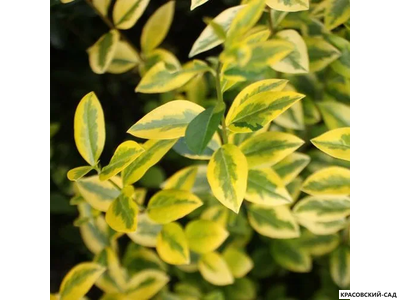 Бирючина Ауреа - Aurea