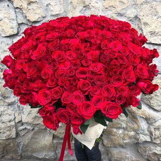 201 красная роза Голландия 90 см