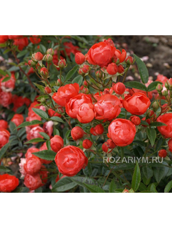 Роза Оранж Морсдаг (Morsdag Orange)