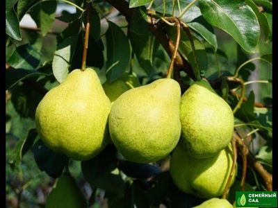 Груша " Августовская Роса"