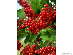 Калина Таежные рубины - фото ягод - красовский-сад.рф