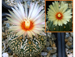 Astrophytum asterias (best nice A) Х A. ASNUD cv.Kitsukow - 5 семян