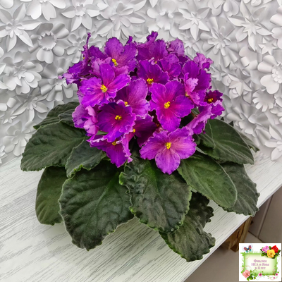 Dn-Cherchez la Femme (Д. Денисенко) 2020 г.