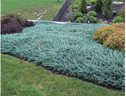 Можжевельник горизонтальный Blue Chip, C2