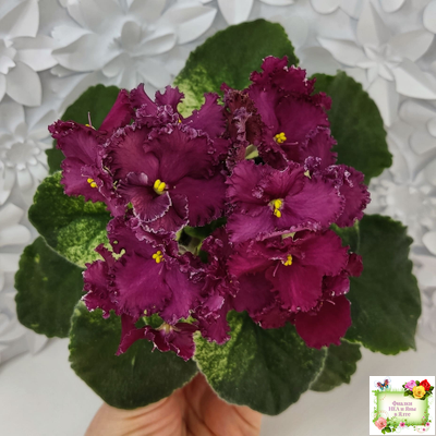 ЛЕ-Шелковые Кружева (Е. Лебецкая) 2017 г. (лист посажен 28.01.26)