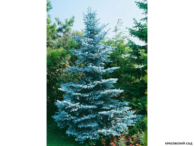 Ель Ольденбург - Фото в саду - красовский-сад.рф