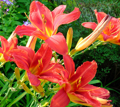 "Лепестки лилейника" набор силиконовых молдов (вайнеров)