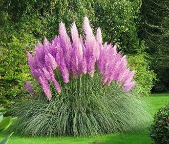 Пампасная трава (Cortaderia selloana) MIX