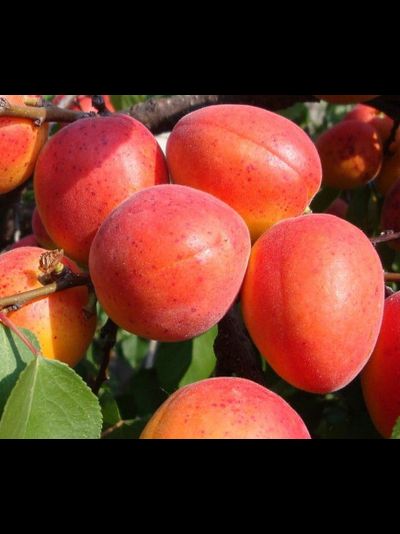 Абрикос Триумф Северный