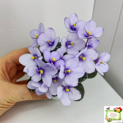 Smitten Kitten (LLG/S.Sorano) 03/22/2008 (9956)