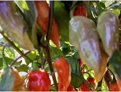 Перец острый  Naga Smooky Rainbow