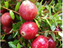 Клюква крупноплодная Стивенс горш.С3л.