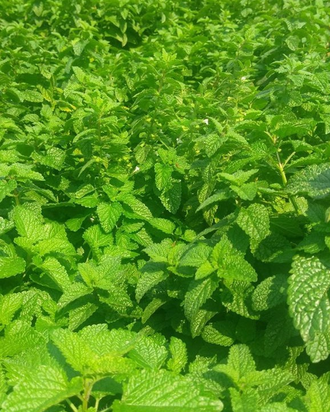 Мелисса лекарственная (Melissa officinalis) Болгария, 1 г - 100% натуральное эфирное масло