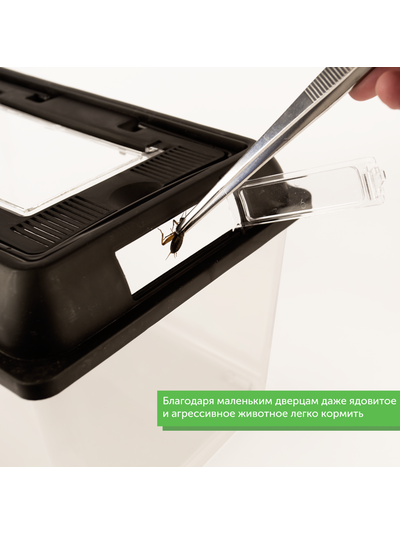 Фаунариум 205х205х170 мм (для пауков, скорпионов и маленьких змей)