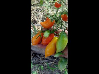 Томат Летнее искушение (Summer Temptation)