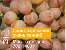 Кишмиш Находка