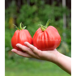 Томат Тюрбан Магриба, 10 шт