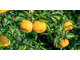 Юзу (Citrus junos) - 100% натуральное эфирное масло