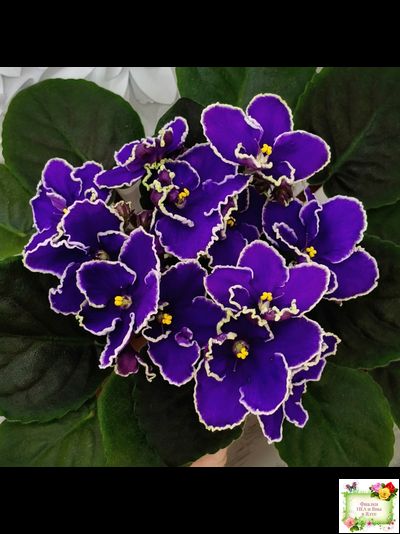 ЛЕ-Прекрасная Креолка (Е. Лебецкая) 2009 г