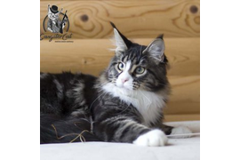 Волгоградский питомник Мейн кунов GangsterCat. Сайт: www.gangstercat.ru Тел: +7 (917) 335-09-66 (WhatsApp, Viber, Telegram), Татьяна.