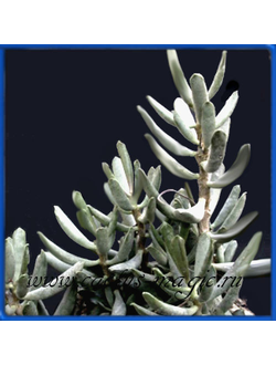 Adromischus filicaulis-mamillaris