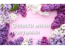 Фиалки полумини и мини. (Листья срез)