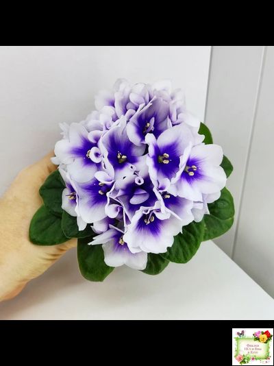 ЛЕ-Мятная Прохлада (Е. Лебецкая) 2019 г.