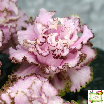 БР-Кудряшка (С. и Н. Буркацкие) 2021 г.