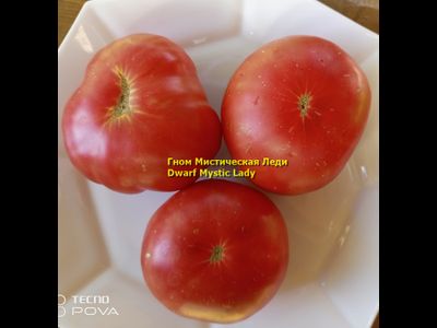 Томат Таинственная леди Dwarf Mystic Lady, Мистическая леди)