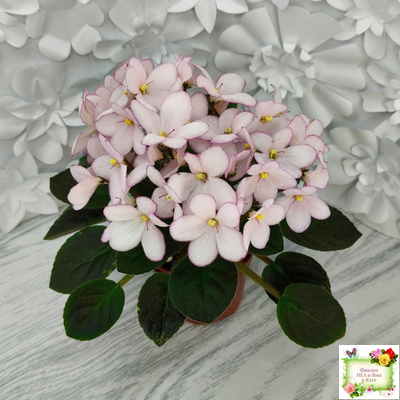 Н-Дюймовочка (Н. Бердникова)