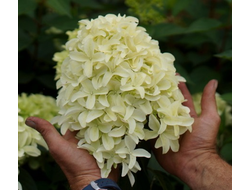 Гортензия метельчатая Скайфол (Skyfall),  0,5 л