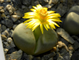 Lithops schwantesii v.marthae C148 - 10 семян