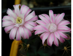 Gymnocalycium damsii ssp.evae v.boosii STO 1711 - 5 семян