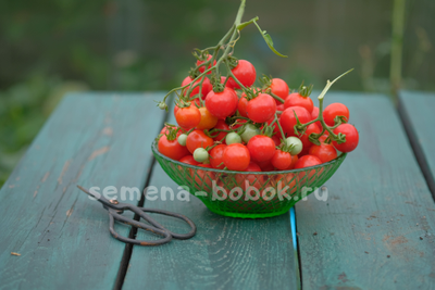 Томат Berry Carpet (Ягодный ковер), 10 шт