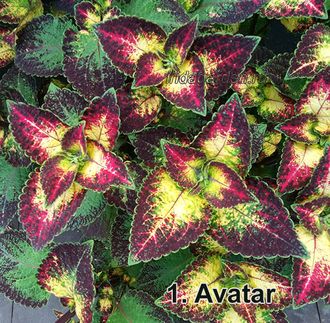 Колеус Avatar - описание, фото и цена