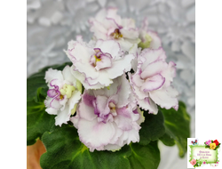 ВаТ-Соло Анфисы (Т. Валькова) 2021 г.