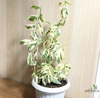 Ficus sagittata 'Variegata' / фикус сагиттата вариегатный