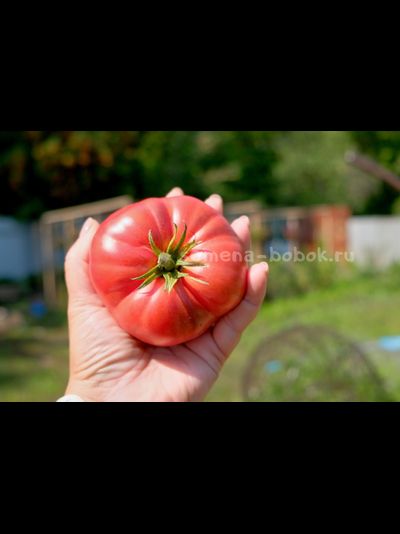 Томат Rebel Starfighter Kayleigh Anne Pink (Восставший Звездный Истребитель Кейли Энн Пинк ), 10 шт