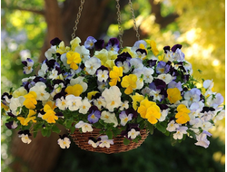 Виола ампельная Cool Wave mix, p9