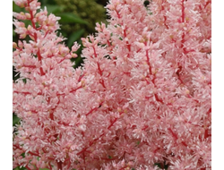 Астильба Лук эт Ми (Look at Me)