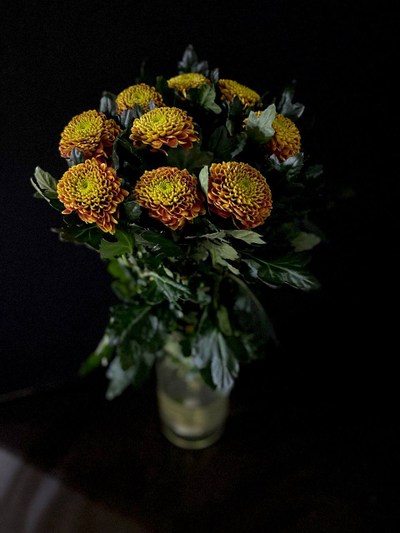 Хризантема одноголовая 9 шт