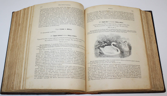 Холодковский Н.А., Силантьев А.А. Птицы Европы. СПб.: Тип. А.Ф.Девриена, 1901.
