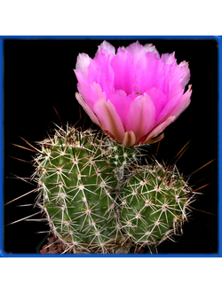 Echinocereus engelmannii v. fasciculatus