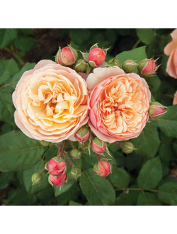 Наталья Фрайла (Natalija Frayla)