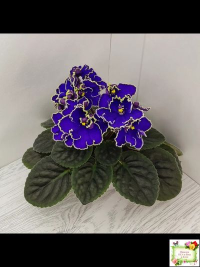 ЛЕ-Прекрасная Креолка (Е. Лебецкая) 2009 г