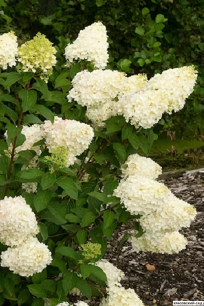 Купить Гортензия метельчатая Силвер Доллар в Москве - Фото - Красовский-Сад.рф