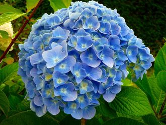 Гортензия крупнолистная Никко Блю (Hydrangea macrophylla Nikko Blue)